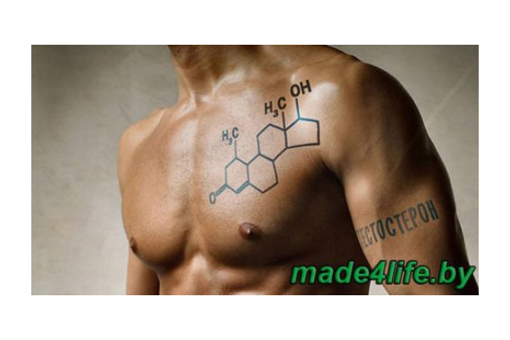 Бактерии как бустеры тестостерона: пробиотики для мужчин