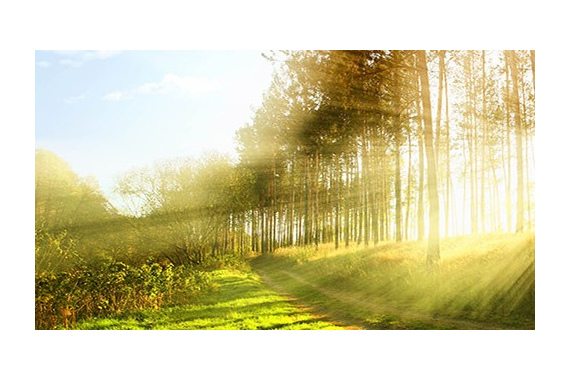 Не-Медитация и Не-Отвлечение: Наблюдайте (видео)