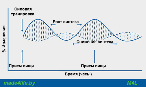 Масс синтез. Синтез белка в мышцах. Синтез белков в мышцах. Синтез белка после тренировки. Синтез мышечного белка.