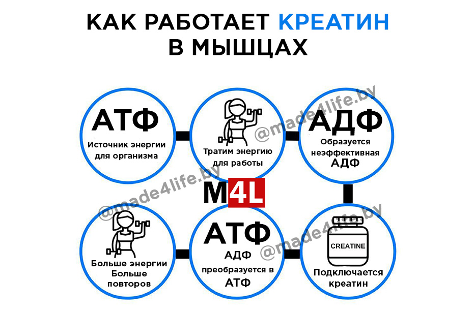 Как работает креатин