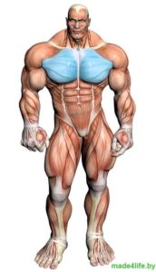 Целевая мышечная группа