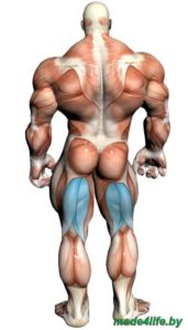 Целевая мышечная группа