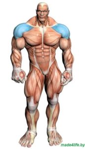 Целевая мышечная группа