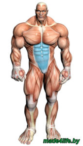 Целевая мышечная группа