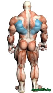 Целевая мышечная группа