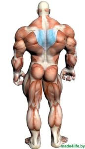 Целевая мышечная группа